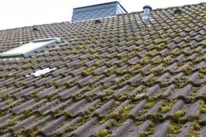Moss growing on a tile roof in Florida because of humid climate